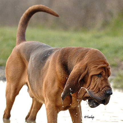 Generous enjoying a paddle in the pond